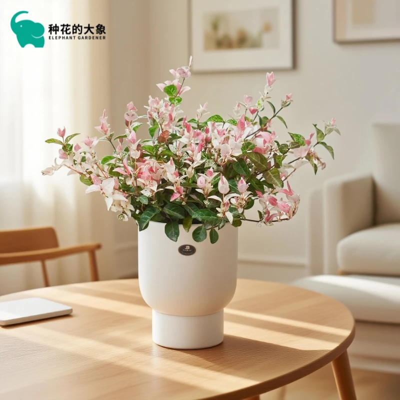 花叶络石室内绿植清新四季庭院观景客厅观赏绿植