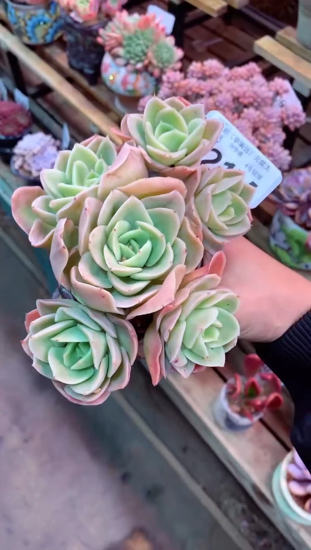 421M（一物一拍，精品多肉，所见即所得 ）