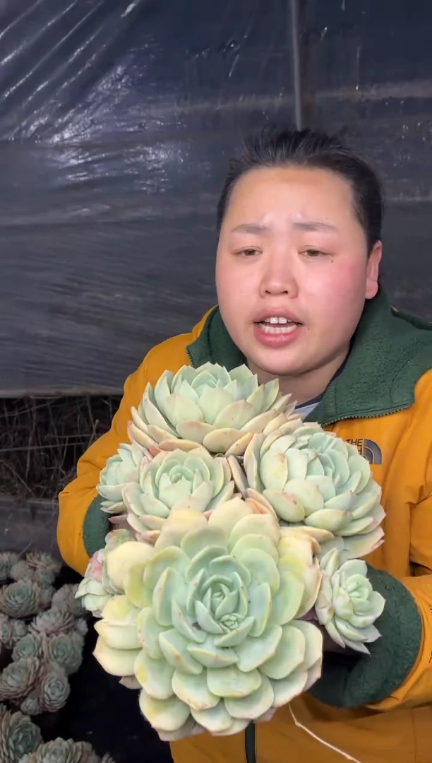 【闪购商品】24-大恋曲20cm9.99