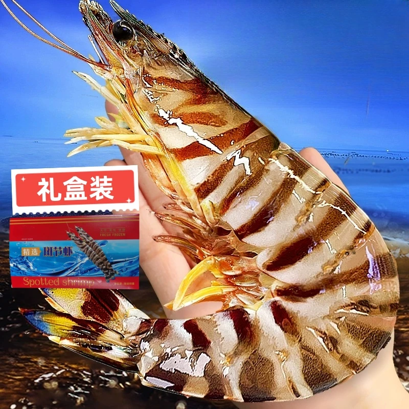 福建海捕大号斑节虾九节虾大虾竹节虾【两盒】大号11-12只/斤