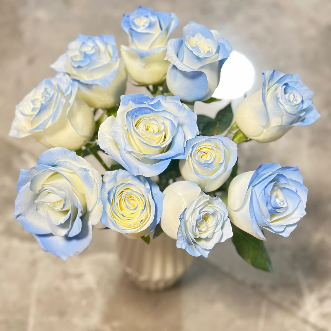 【碎冰蓝玫瑰】 蓝色玫瑰 10支 办公居家摆件 鲜切花 水养花