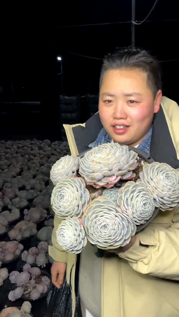 【闪购商品】33-六大头起大天赐24.8