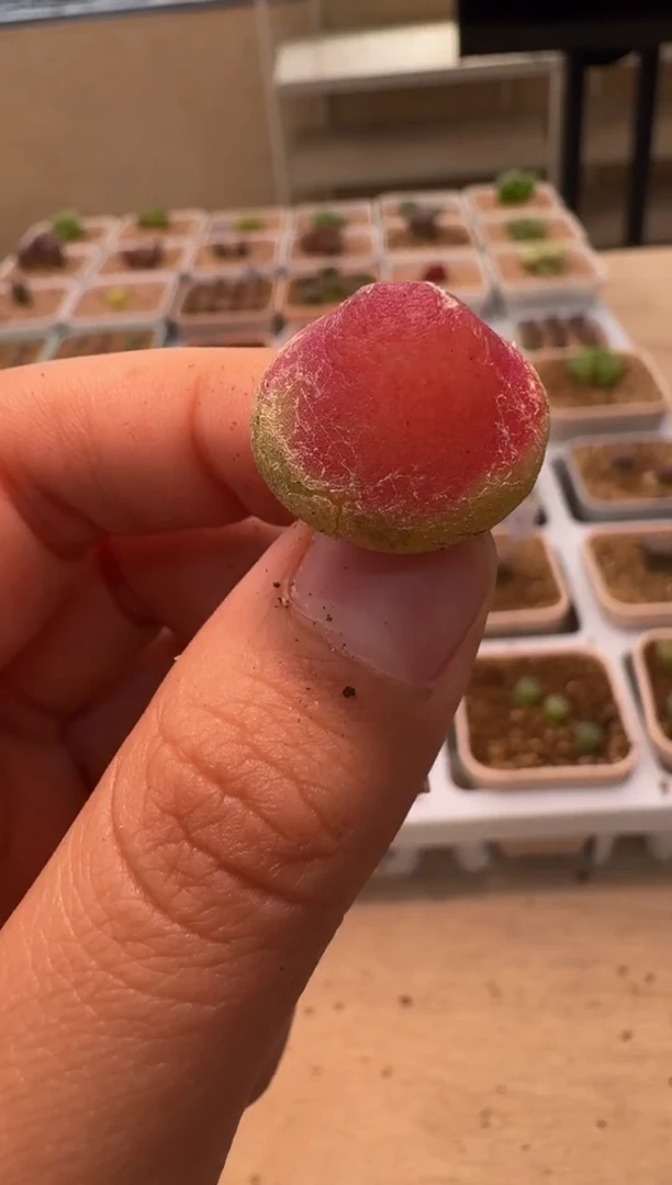 美丽的肉石头-419