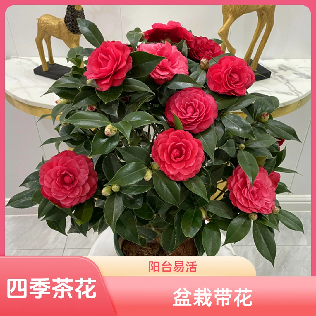 【50-60cm大红四季茶花】阳台树苗花卉带花苞盆栽耐寒易活开花-JL