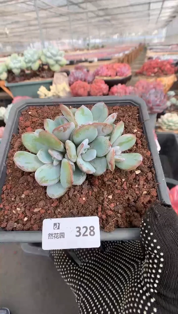 328奶茶一物一拍