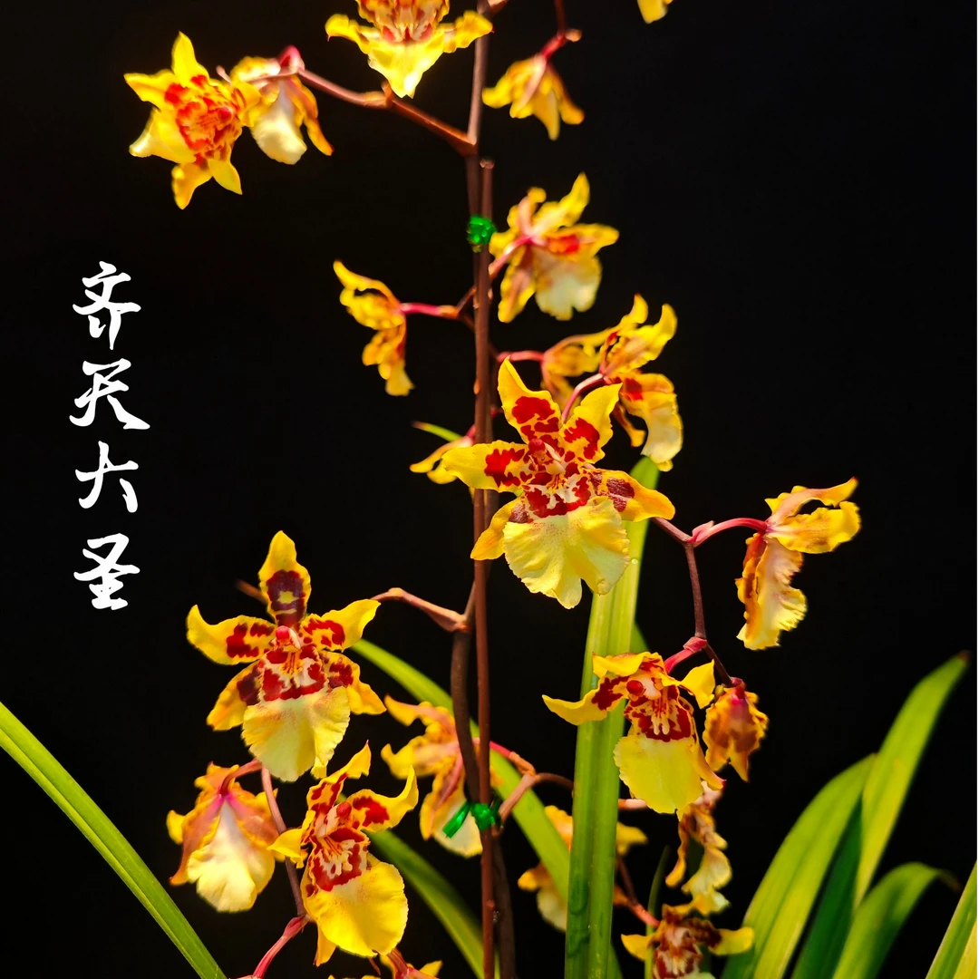 【齐天大圣】名贵兰花苗 老种兰花草 开花非常香非常好养绿植花卉