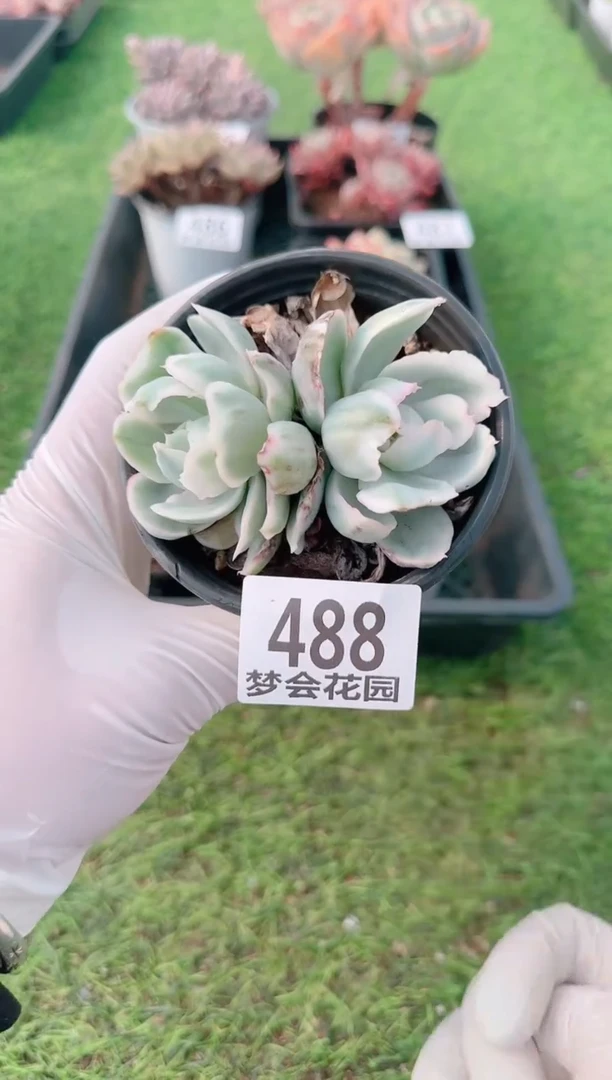 【闪购商品】梦会多肉一物一拍