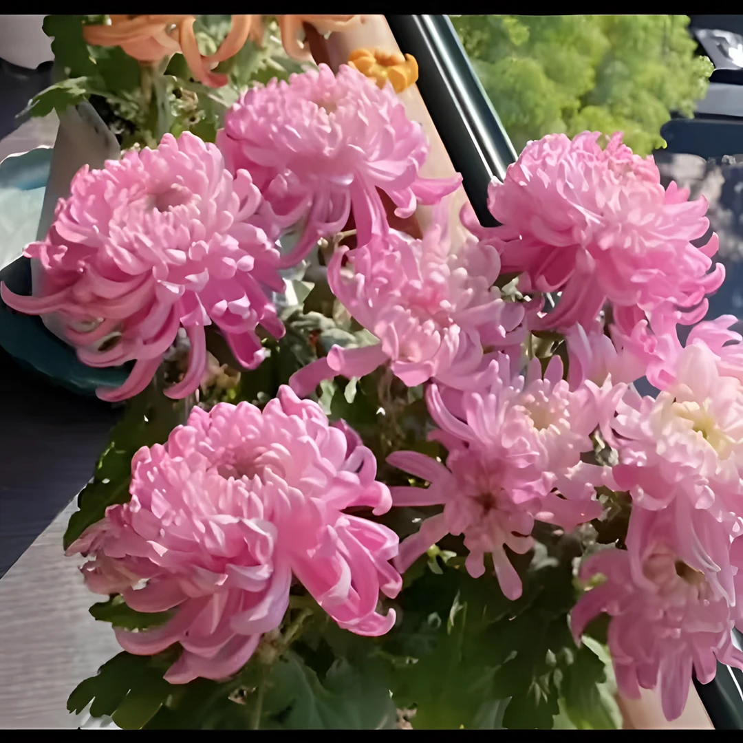 原盆带花苞【陶然醉】九月大菊花稀有品种耐热耐寒易养活喜阳
