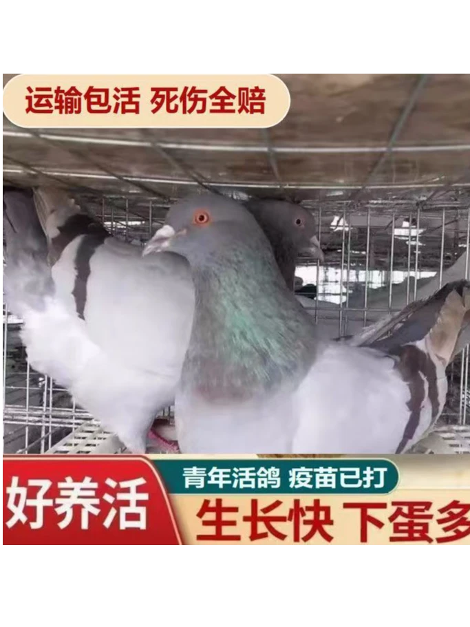 1米玛斯鸽子一对包邮观赏鸽肉鸽信鸽元宝鸽生鲜鸽子青年鸽活体
