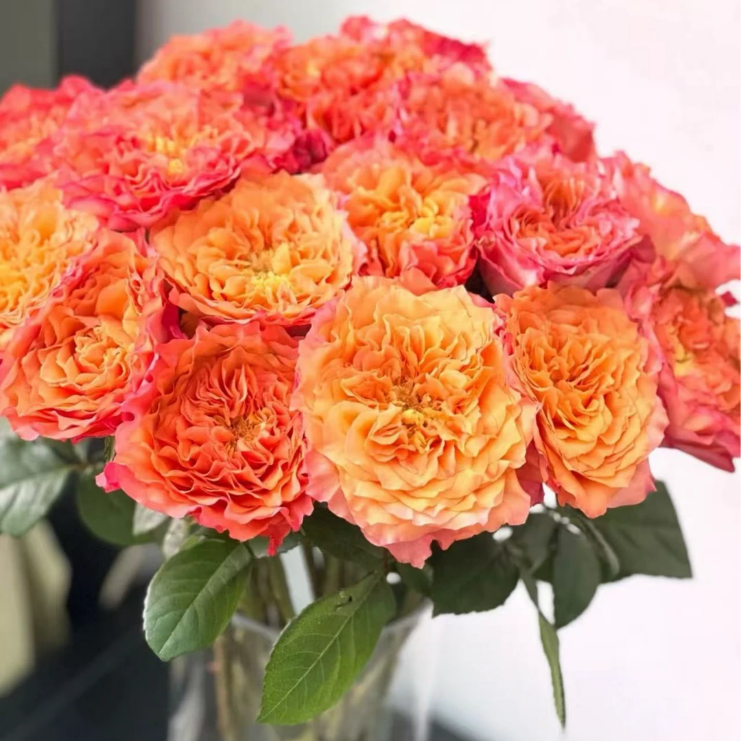 逸禾基地火灵鸟单头玫瑰鲜花基地直采直发2单顺丰包邮含保鲜剂