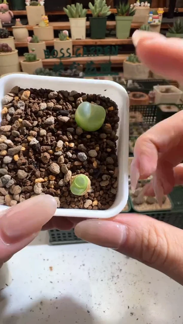 506.....................