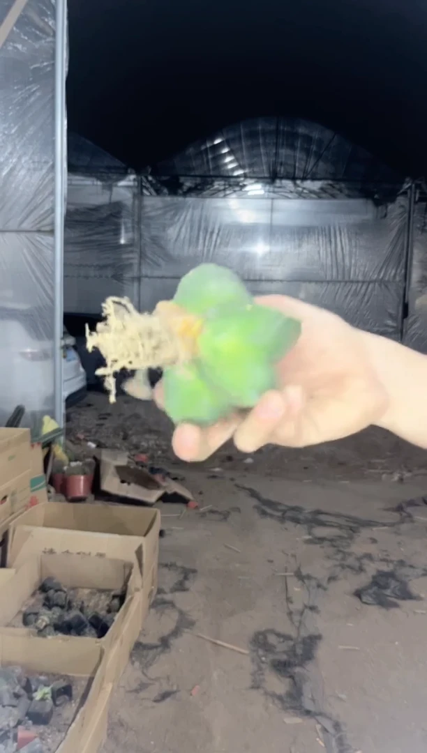 4颗 带木质化 鸾凤玉 5-7cm