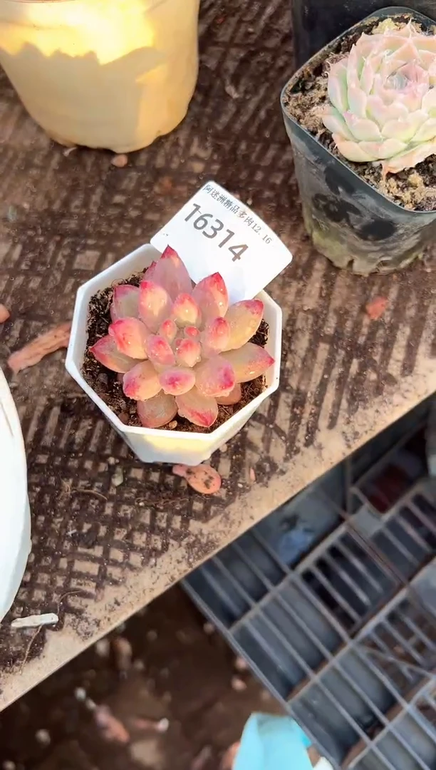 浅*多肉植物一物一拍16314