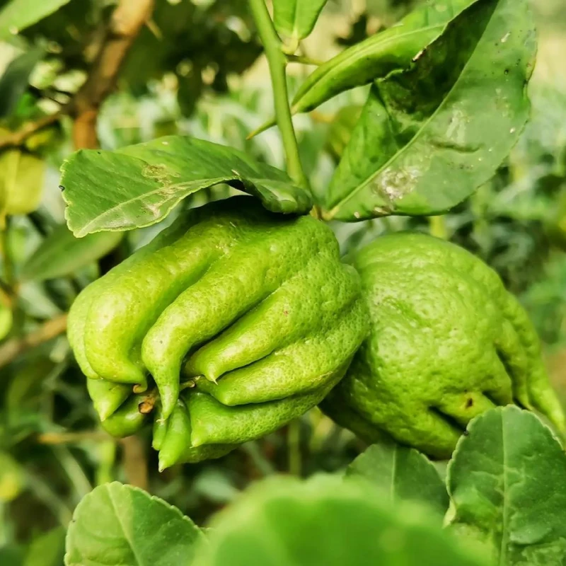 川馥四川佛手柑佛手果闻香清供带枝水培插花新鲜采摘现摘现卖