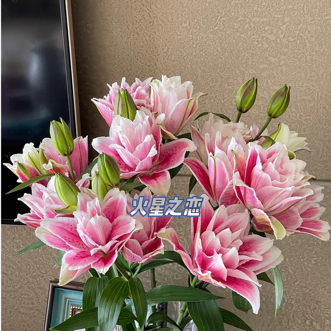 火星之恋粉色重瓣香水百合香型产地直发顺丰包邮礼品装饰