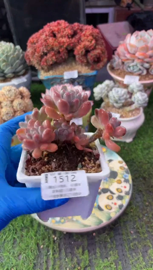 昆明印象多肉1512