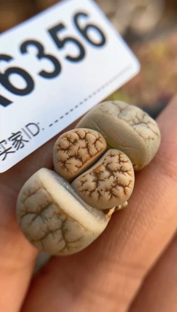 【闪购商品】6356直播一物一拍