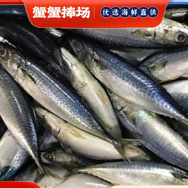 【到手四斤】浙江舟山 东海海鱼 青占鱼 青花鱼 单条7~8两/条