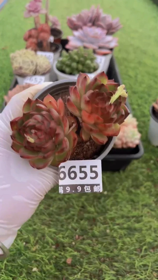 【闪购商品】信福多肉一物一拍