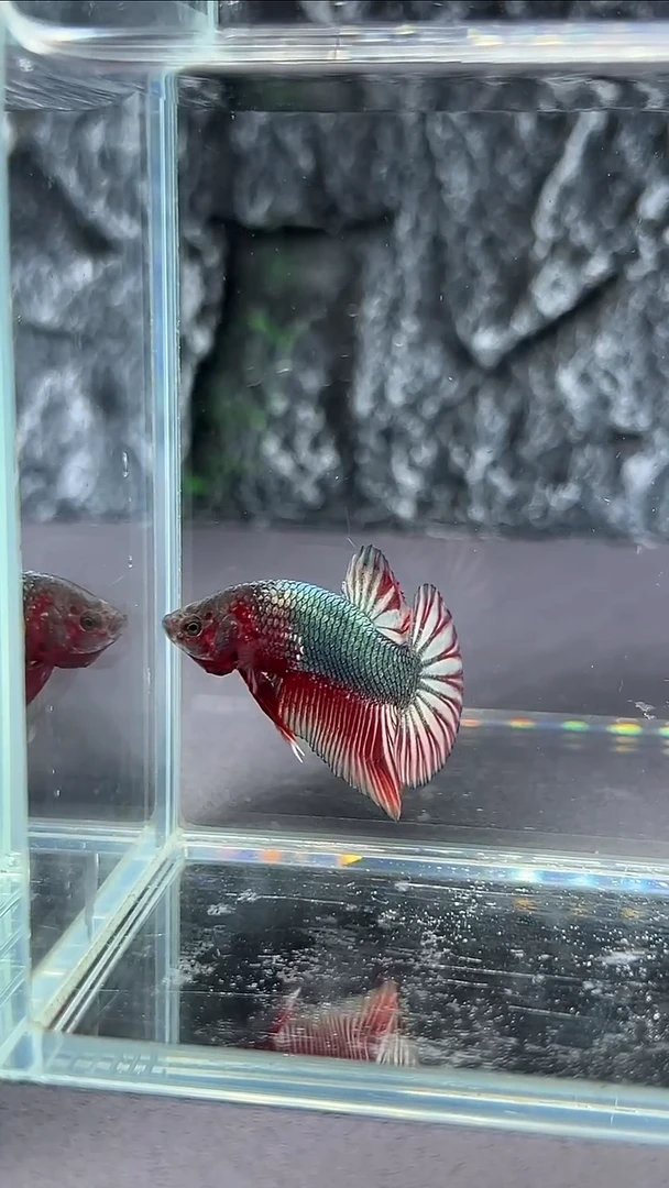 斗鱼竞拍链接A065