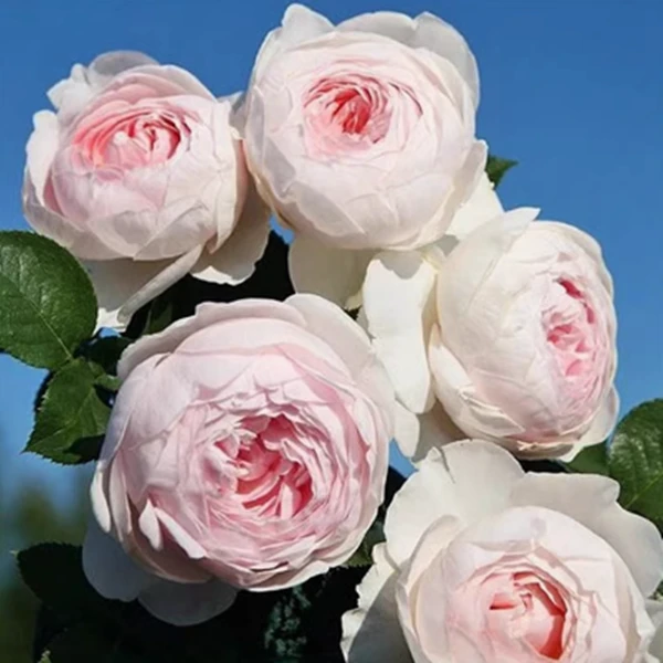 克里斯蒂娜公爵夫人/尘世天使浓香月季花扦插苗阳台盆栽花卉