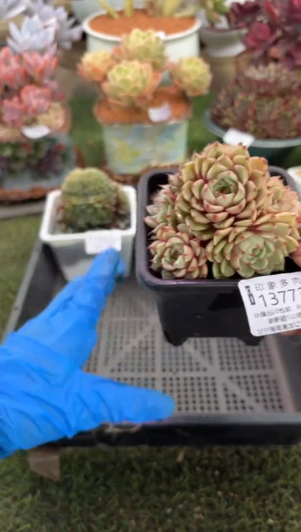 【闪购商品】13773