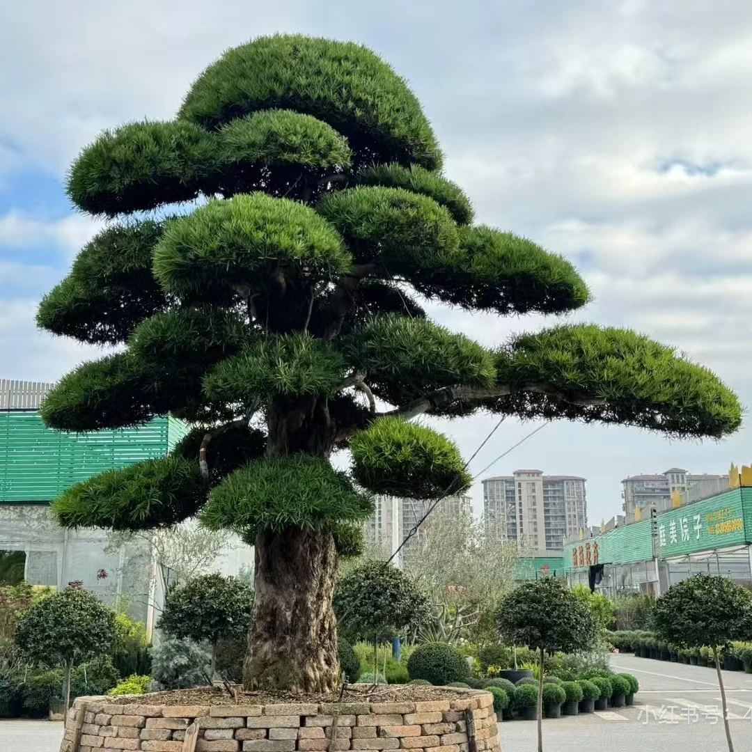 罗汉松地景造型盆景庭院绿植四季常青不落叶