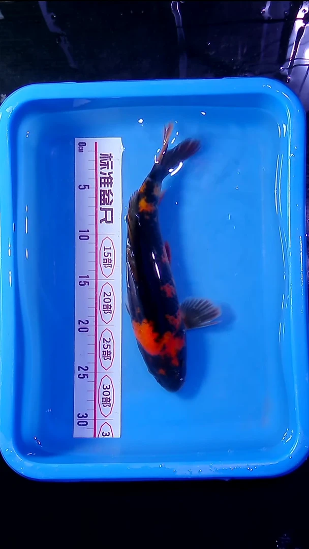 锦鲤直播间菁选 对版发货 32号