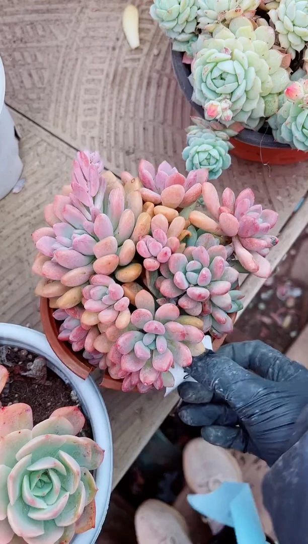 【闪购商品】04107