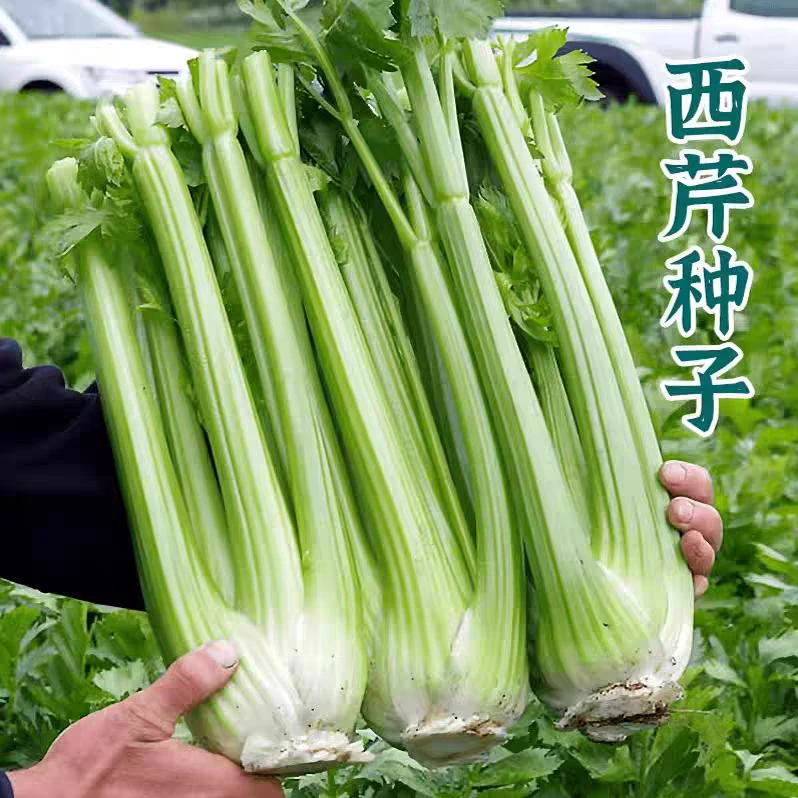 【水果西芹种子】耐热耐热秋播大肉芹菜种子四季香芹阳台盆栽蔬菜