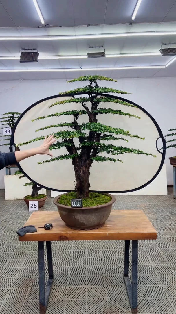 无花朵造型盆景一物一拍