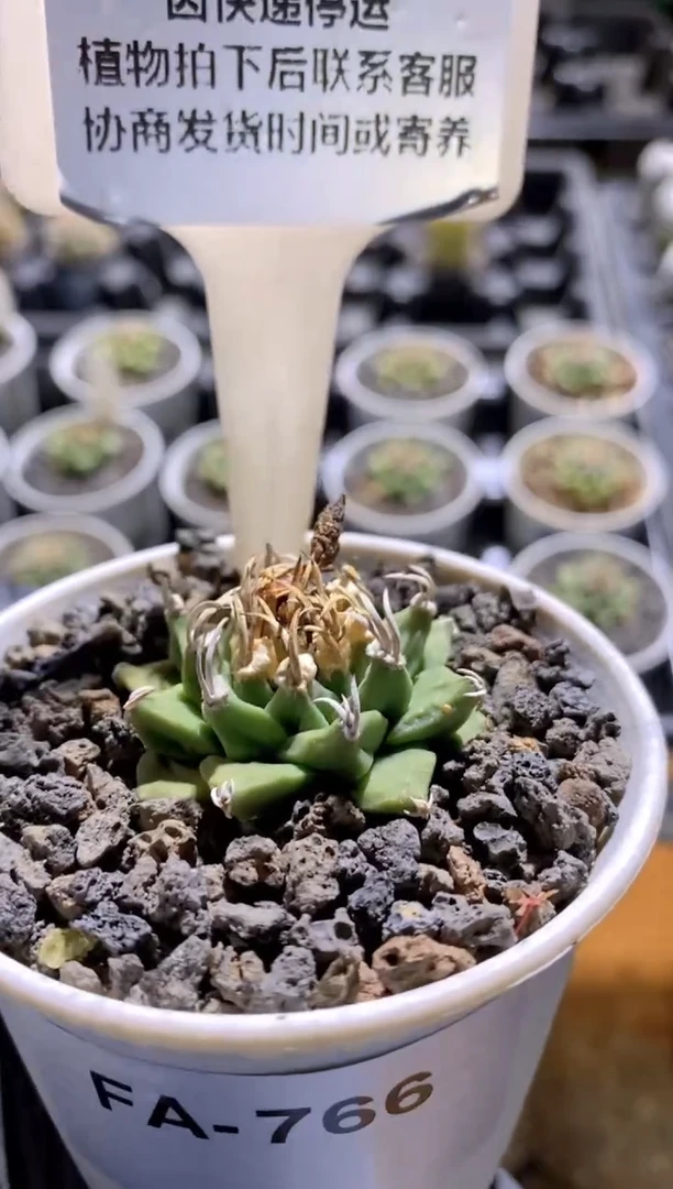 【闪购商品】赤花娇丽FA-766