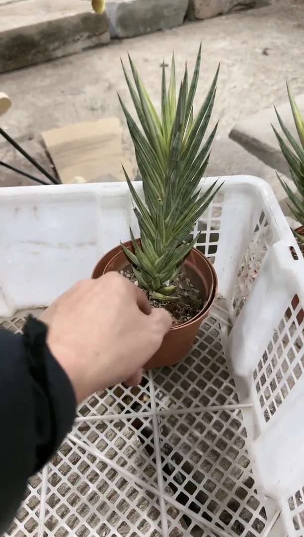 【闪购商品】狐狸尾巴锦111111