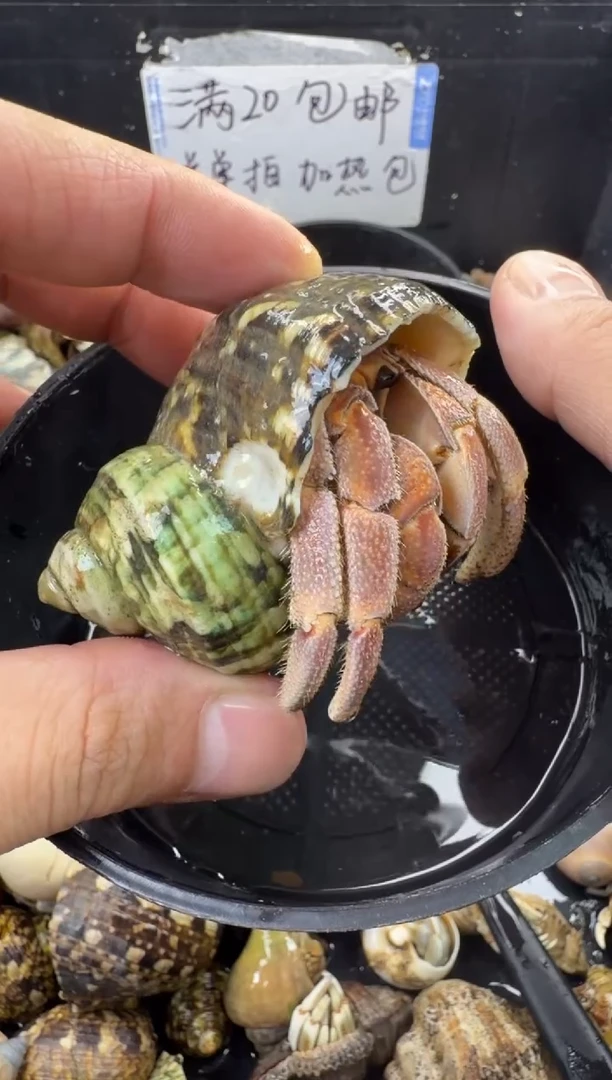 2.7口彩灰一只，不包全品