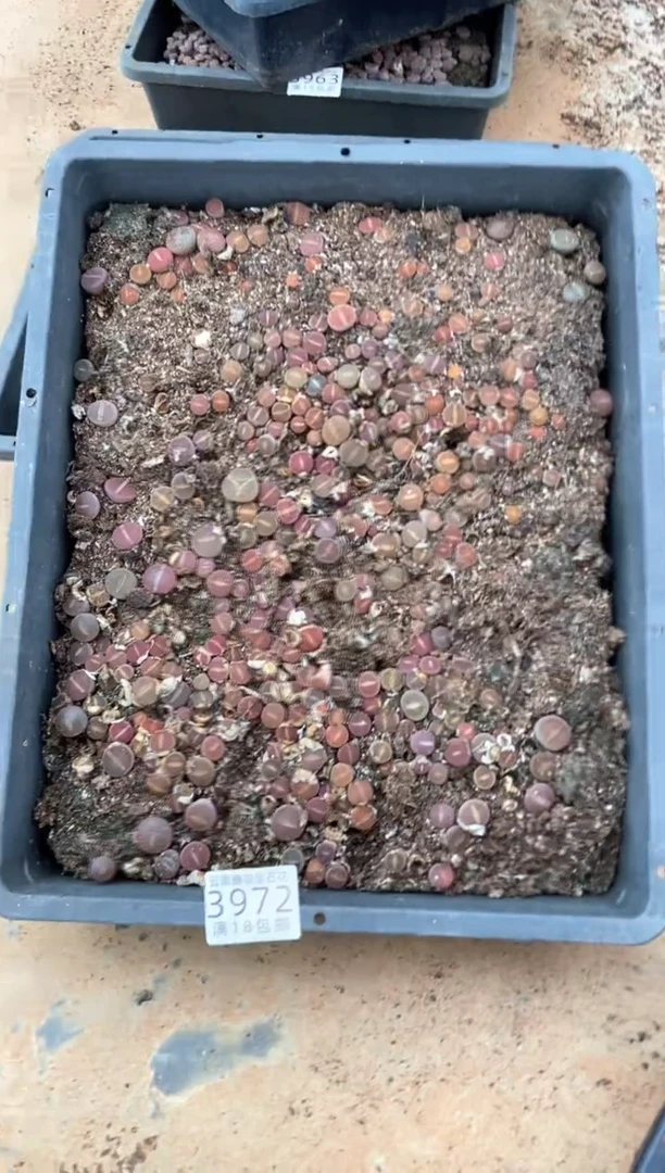 3972特价日轮玉框有疤瑕疵带土带盆发货