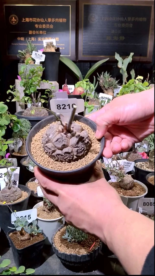 8210号1226精品植物南非龟甲龙单颗