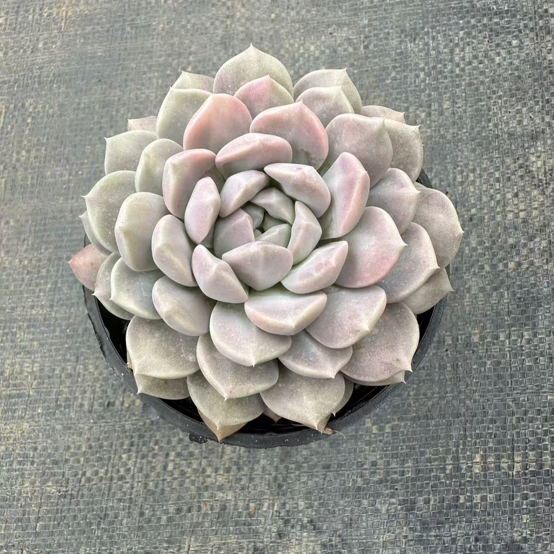 10#香橙菩提多肉植物  前男友精品多肉SM221