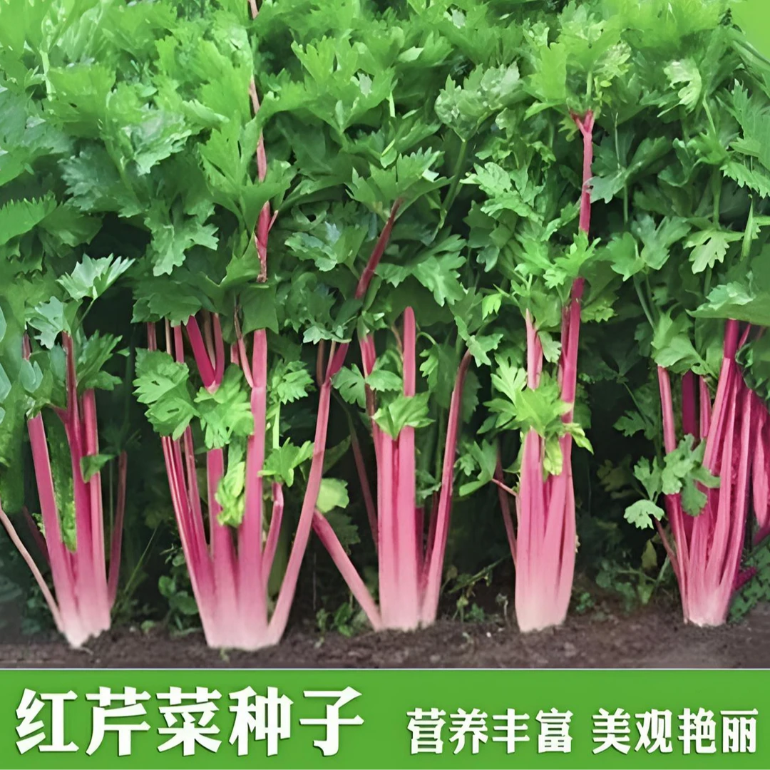【红香芹种子】红芹菜种衣仙子香芹蔬菜阳台籽香味浓四季芹菜种子