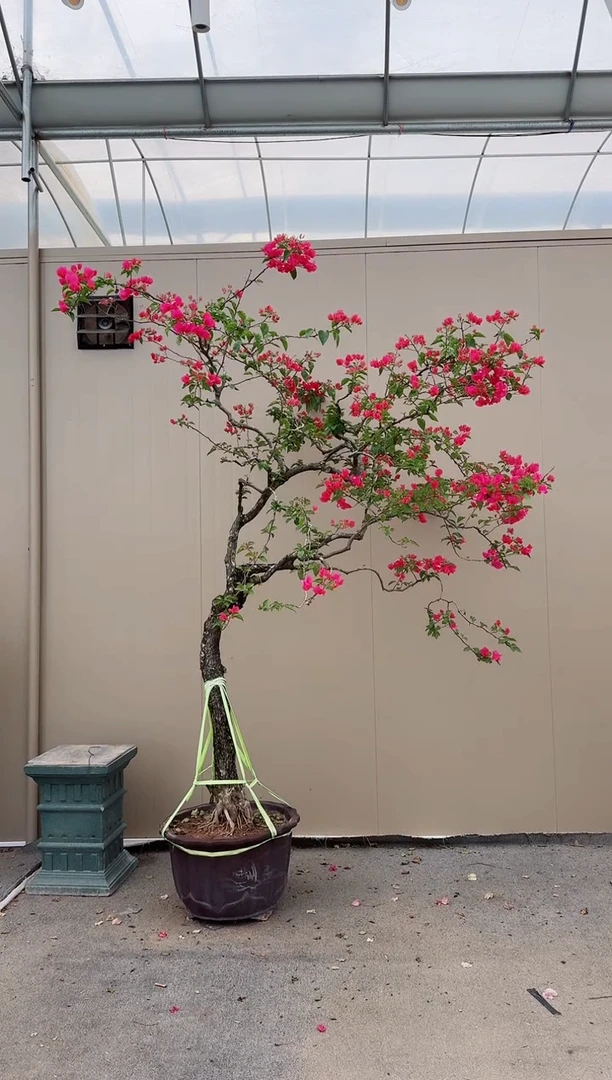 全部花朵四季同安红三角梅