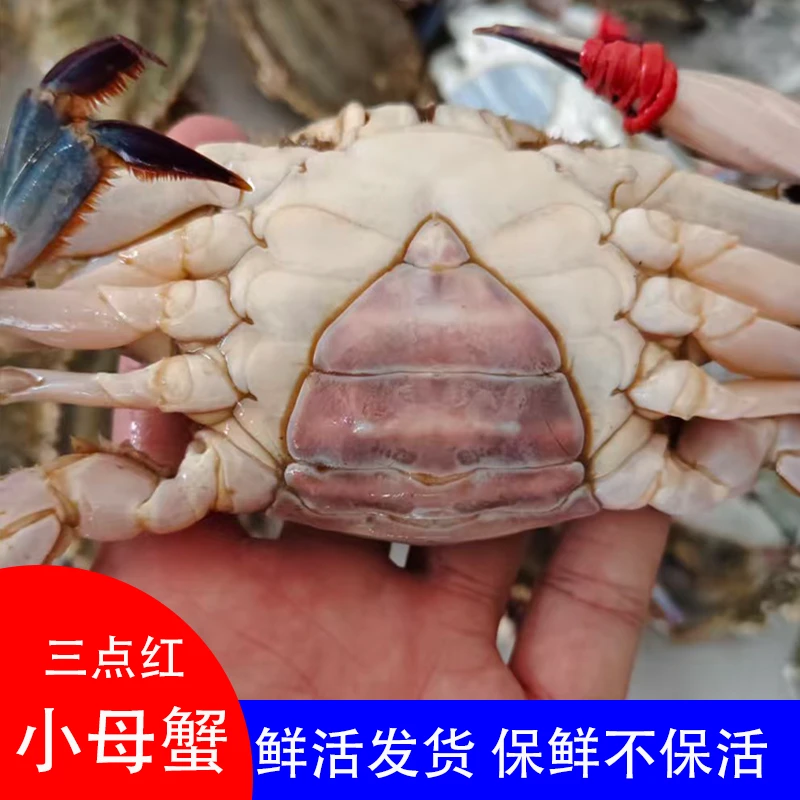 【保鲜不保活】东港三点红小母蟹4斤单只2两1斤5个9成肥以上