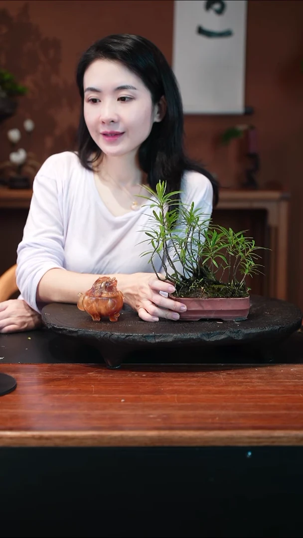 无花朵B****范栀子花盆景盆景