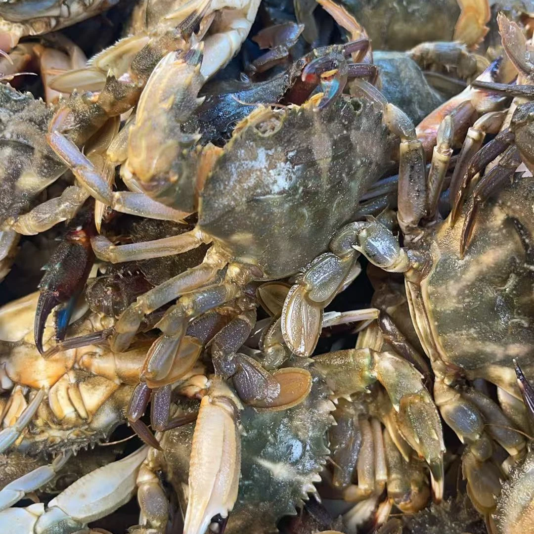 渤海湾花盖蟹中号全公【保鲜不保活】4