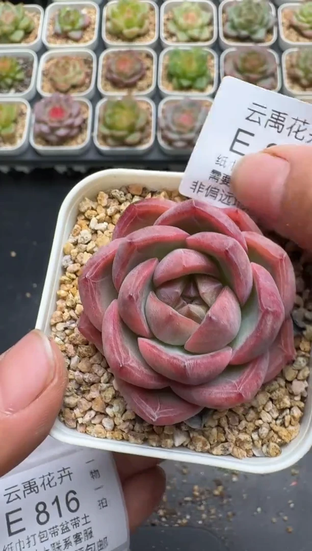 815E云禹多肉植物 带盆土纸巾打包 3颗包邮