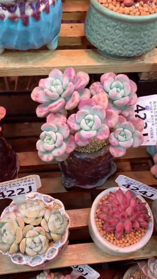 423J（一物一拍实付满28发货，默认不带盆土）