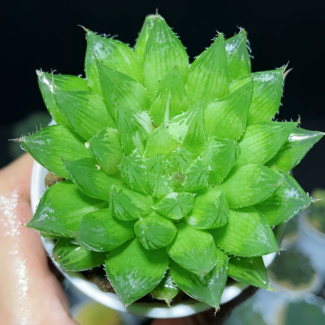 水晶掌水晶莲多肉盆栽琉璃殿玉露多肉植物室内迷你盆栽带盆带土