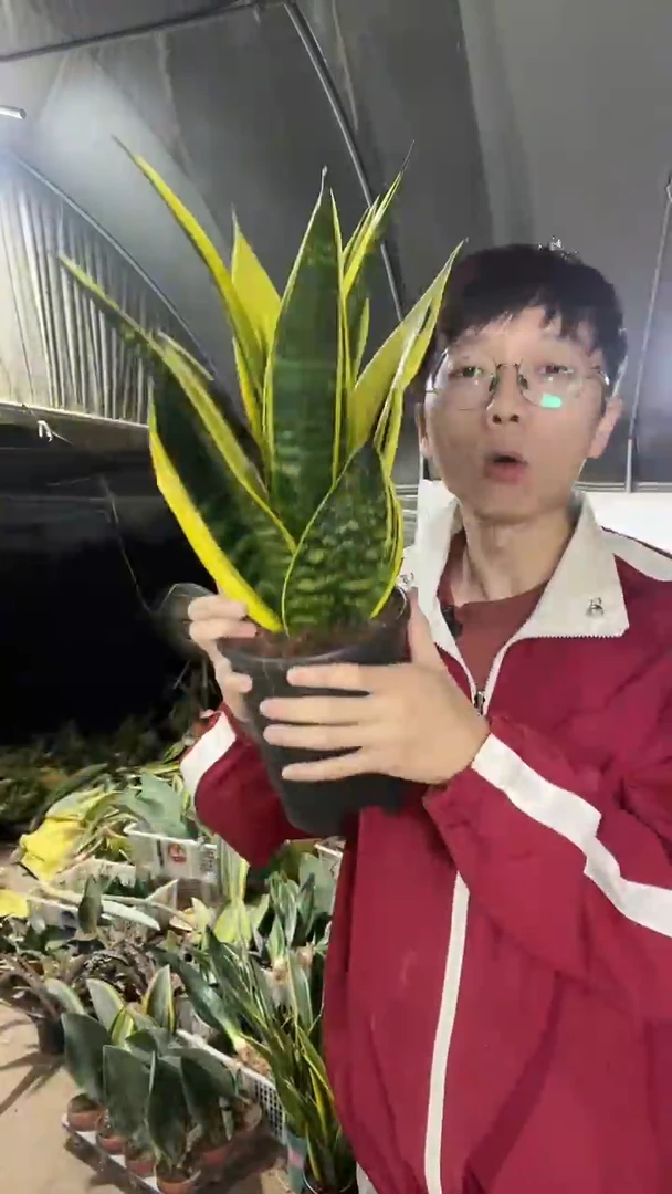 火焰黄金兰带盆土28.8