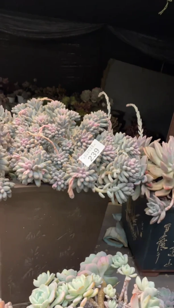 【闪购商品】239手指