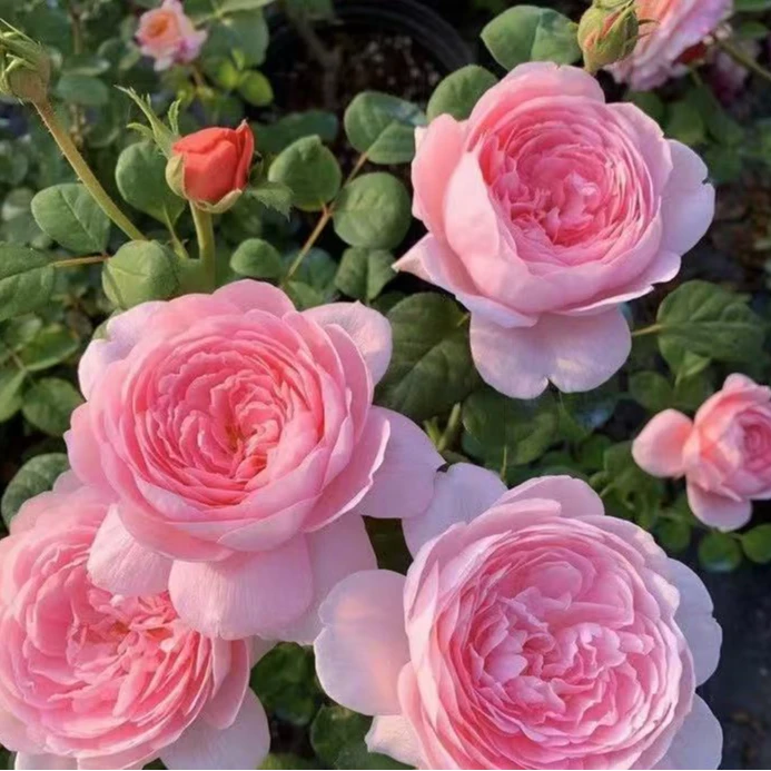 藤本月季庭院盆栽四季开花植物花卉拱门花架爬藤蔷薇