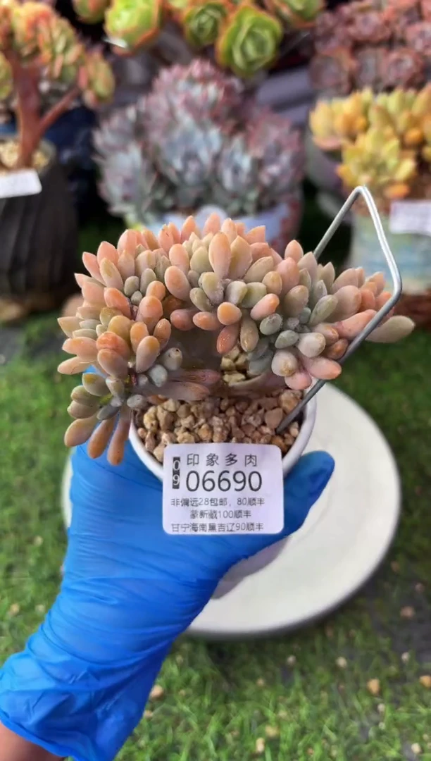 昆明印象多肉06690