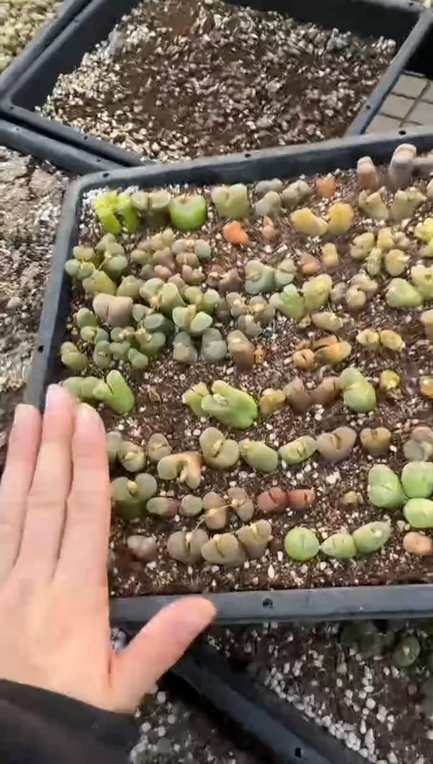 【闪购商品】6-82.